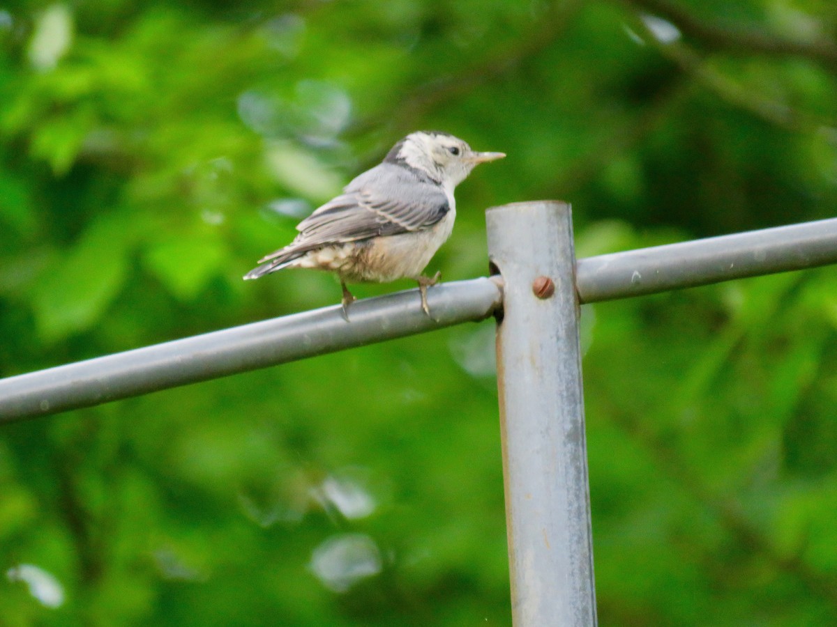 White-breasted Nuthatch - michele ramsey