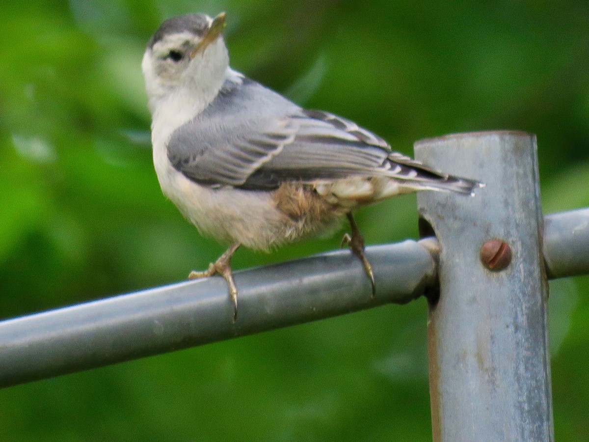 White-breasted Nuthatch - ML236569571