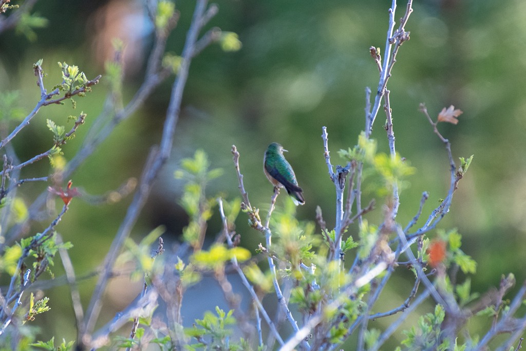 Broad-tailed Hummingbird - ML236570091