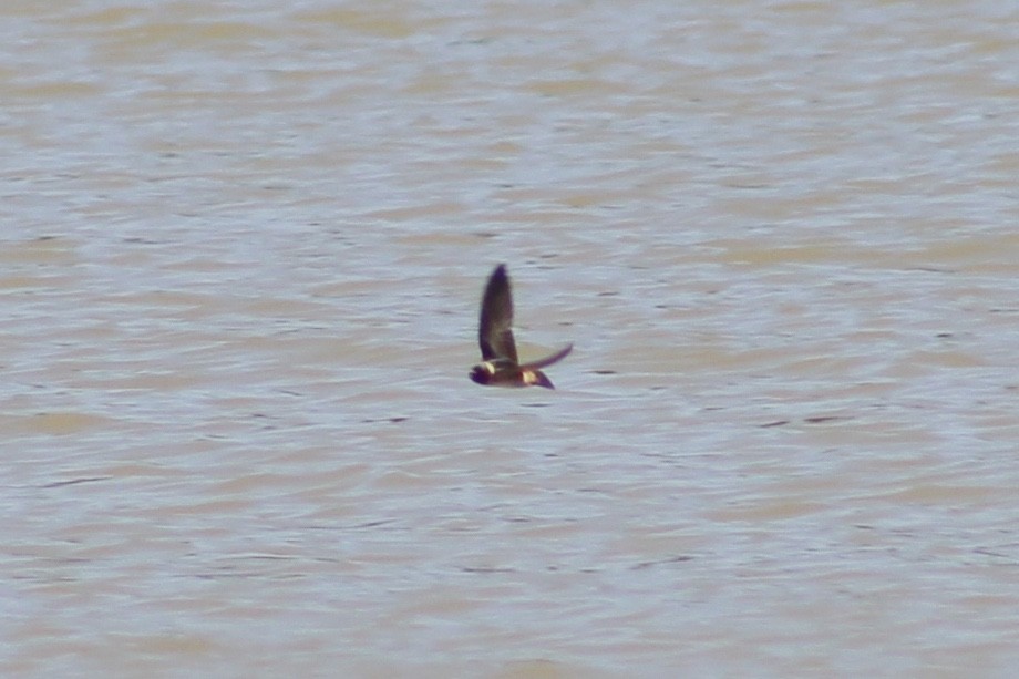 Cliff Swallow (pyrrhonota Group) - ML236570781