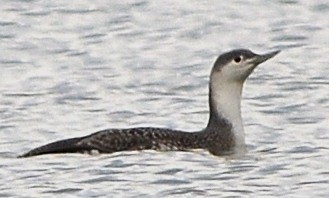 Red-throated Loon - ML23657081