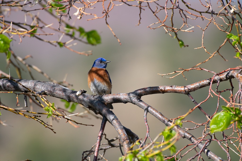 Western Bluebird - ML236570871