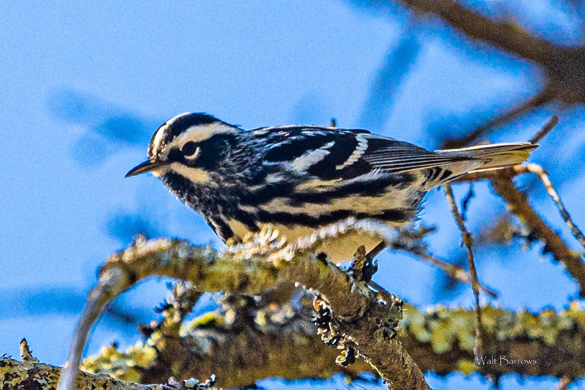Black-and-white Warbler - ML236571211