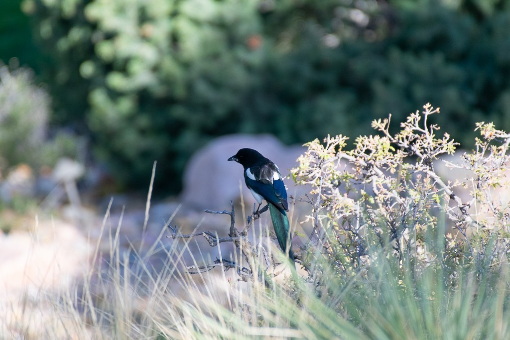 Black-billed Magpie - ML236571251