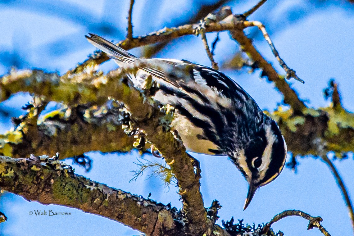 Black-and-white Warbler - ML236571351