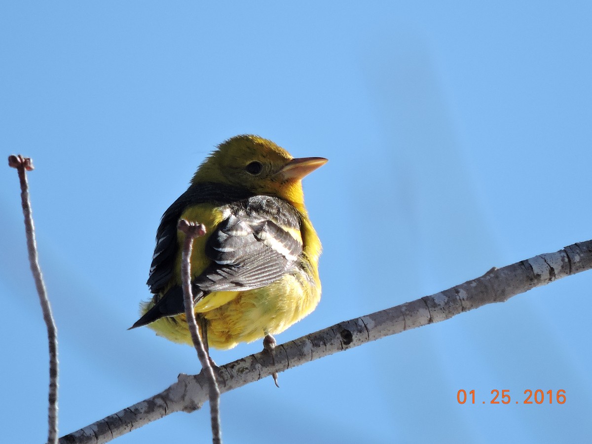 Western Tanager - ML23657141