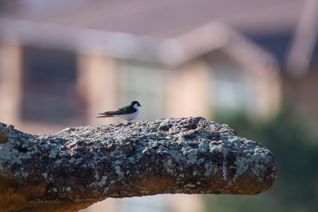 Violet-green Swallow - ML236571581