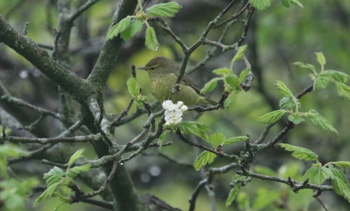 Orange-crowned Warbler - ML236571791