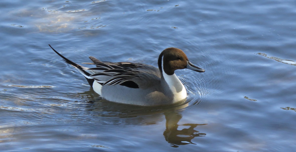 Northern Pintail - ML23657191
