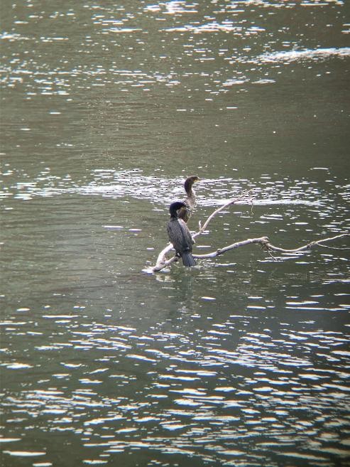 Double-crested Cormorant - ML236571911