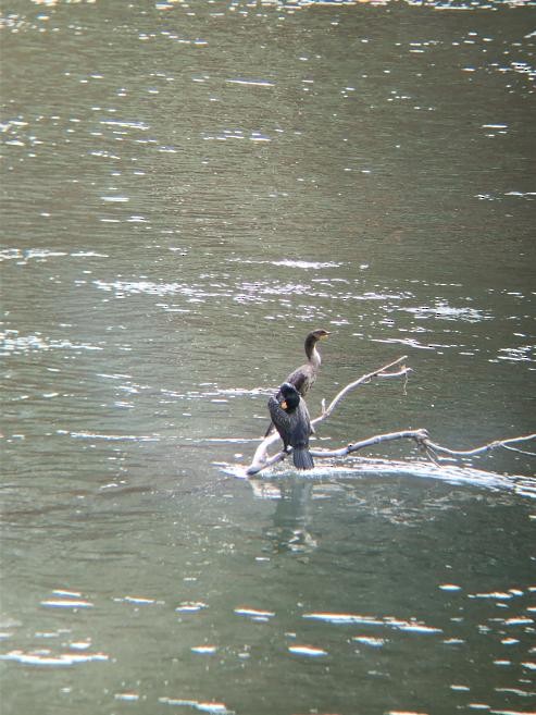 Double-crested Cormorant - ML236571941