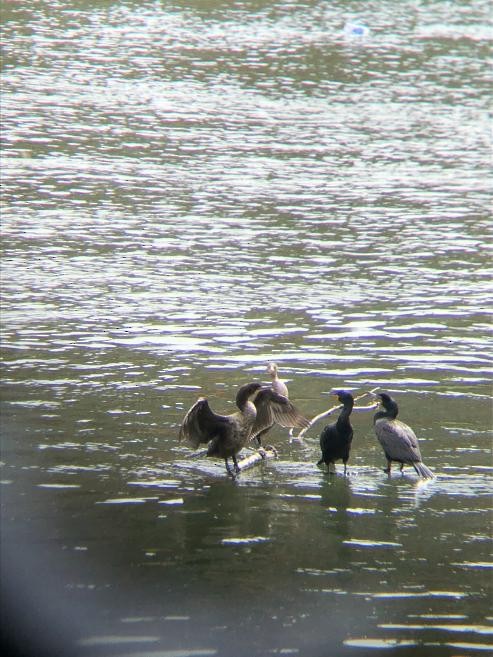 Double-crested Cormorant - ML236571961