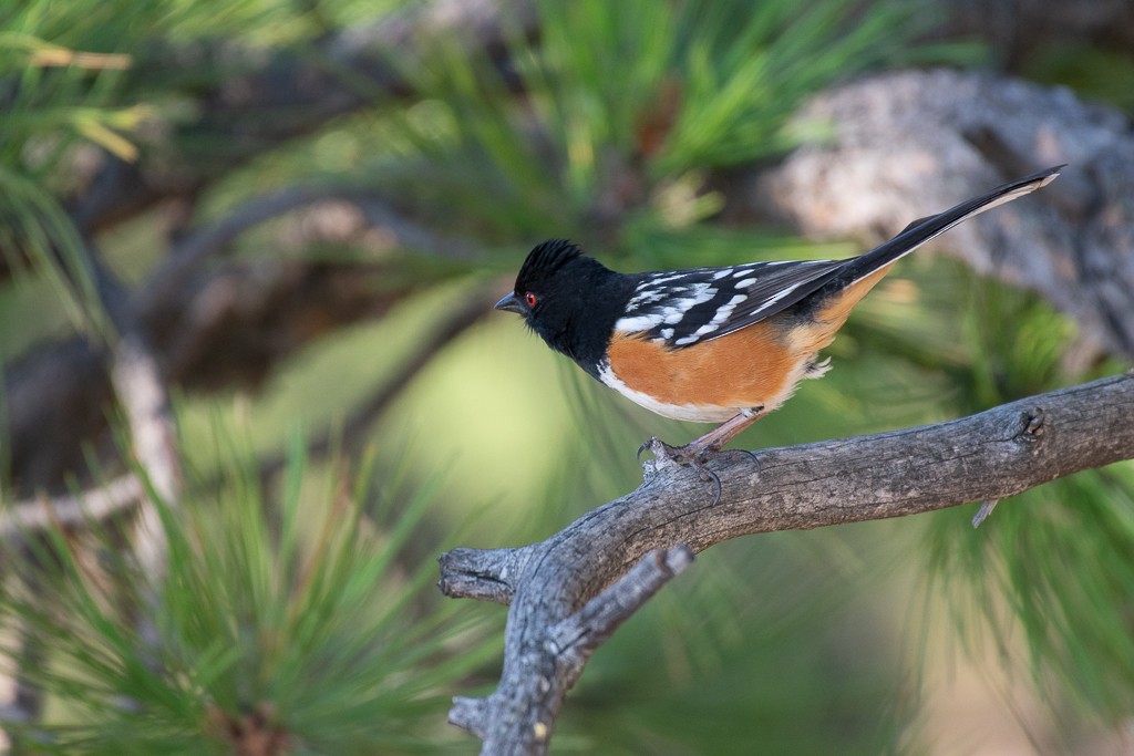 Spotted Towhee - ML236571991