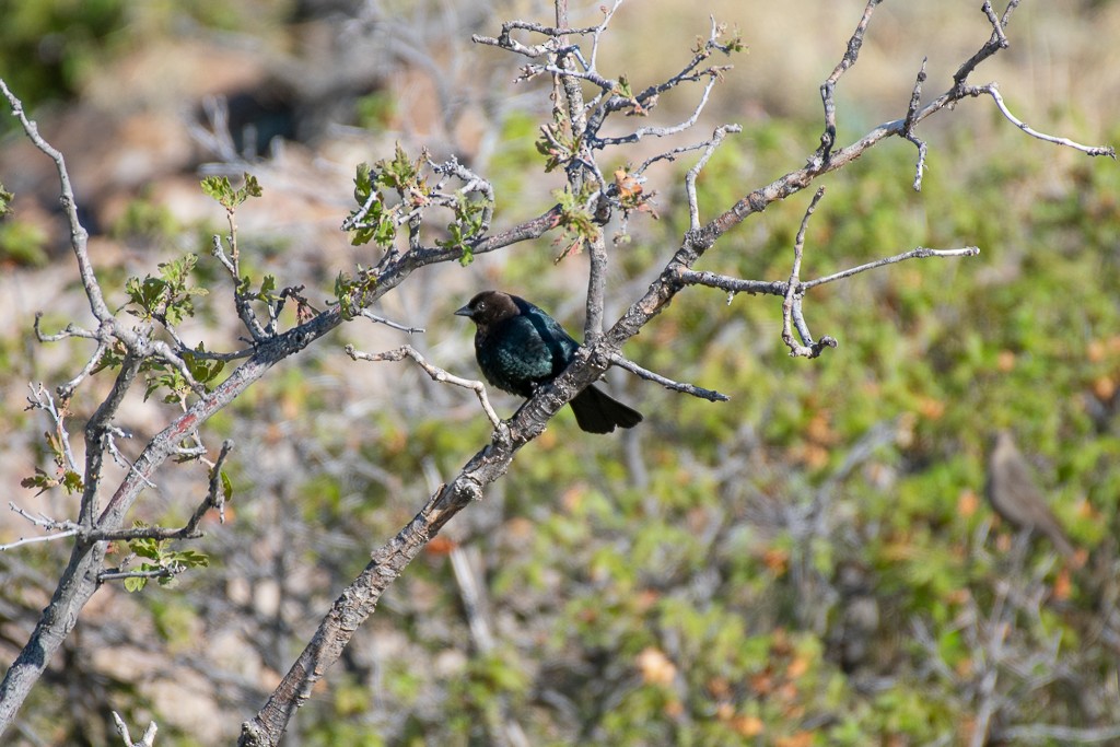 Brown-headed Cowbird - ML236572381