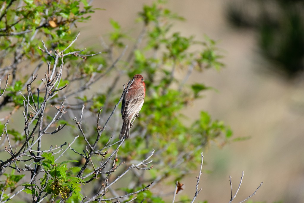 House Finch - ML236572761