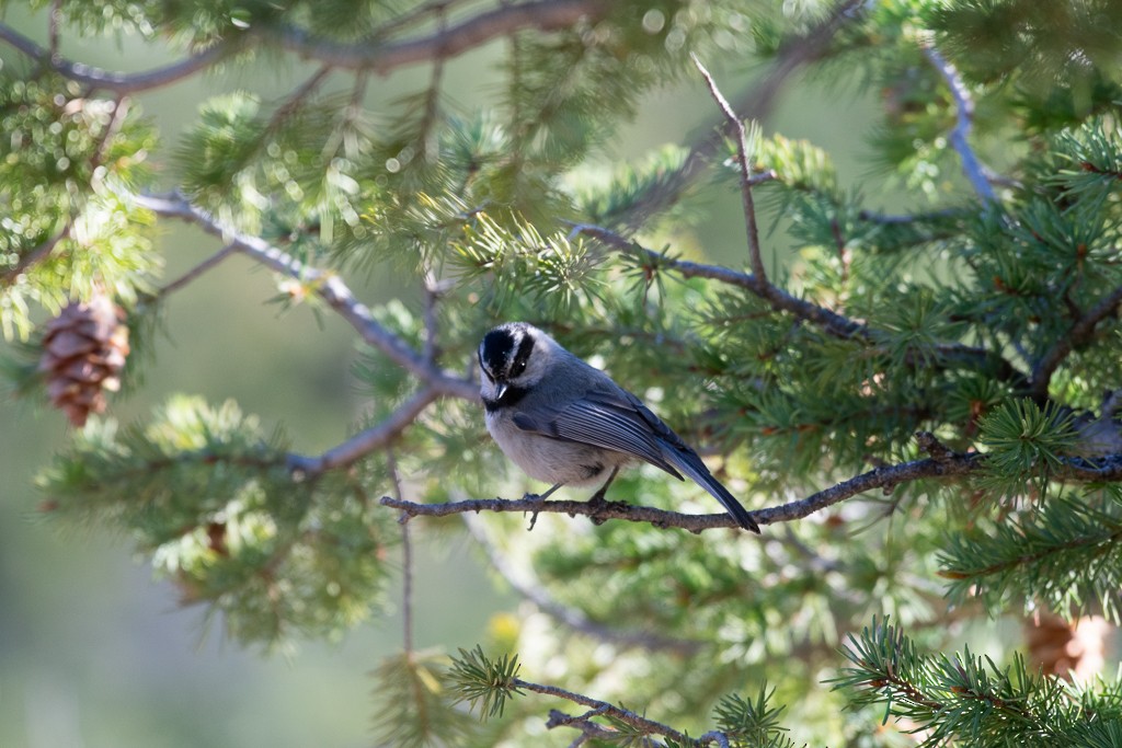 Mountain Chickadee - ML236573201