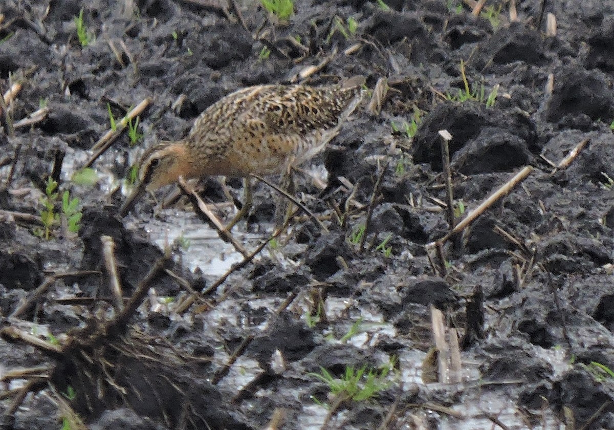 Short-billed Dowitcher - ML236573721