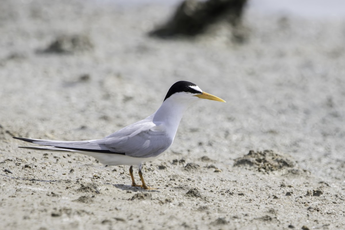 Least Tern - Jorge Eduardo Ruano