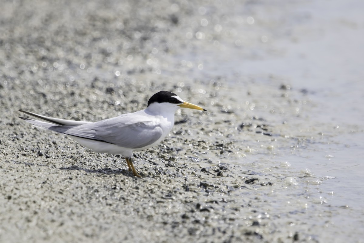 Least Tern - Jorge Eduardo Ruano