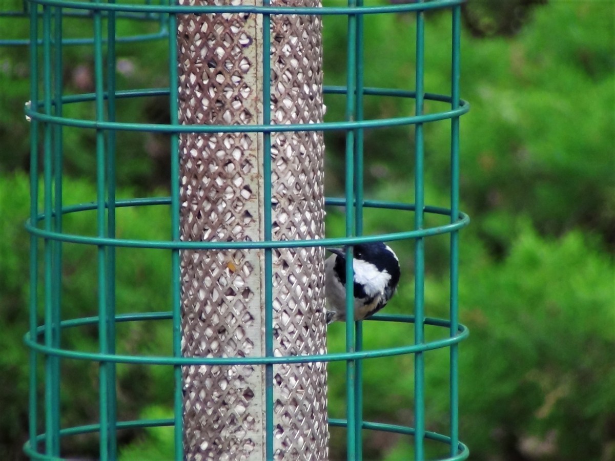 Coal Tit - ML236575111