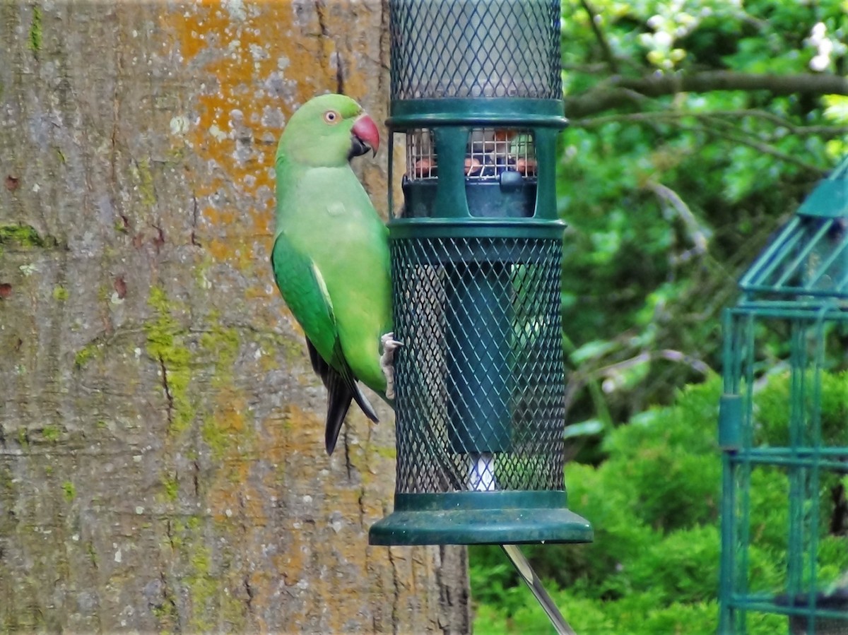 Rose-ringed Parakeet - ML236575271