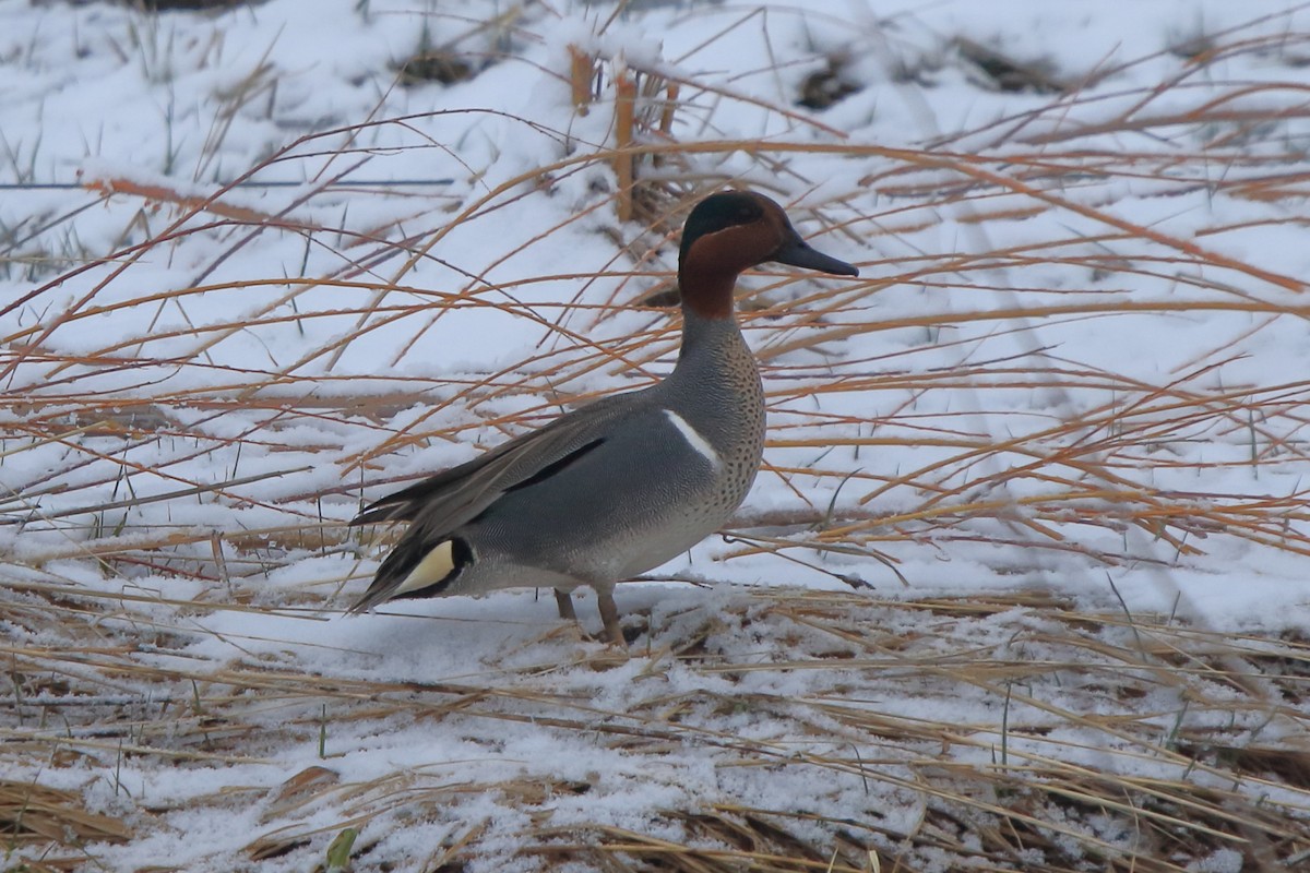 čírka obecná (ssp. carolinensis) - ML236575481