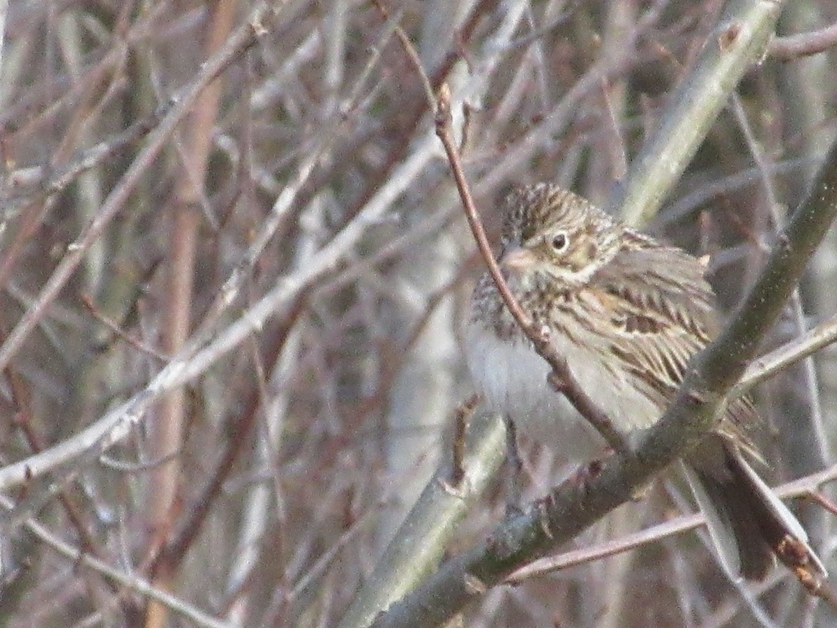 Vesper Sparrow - ML236576041