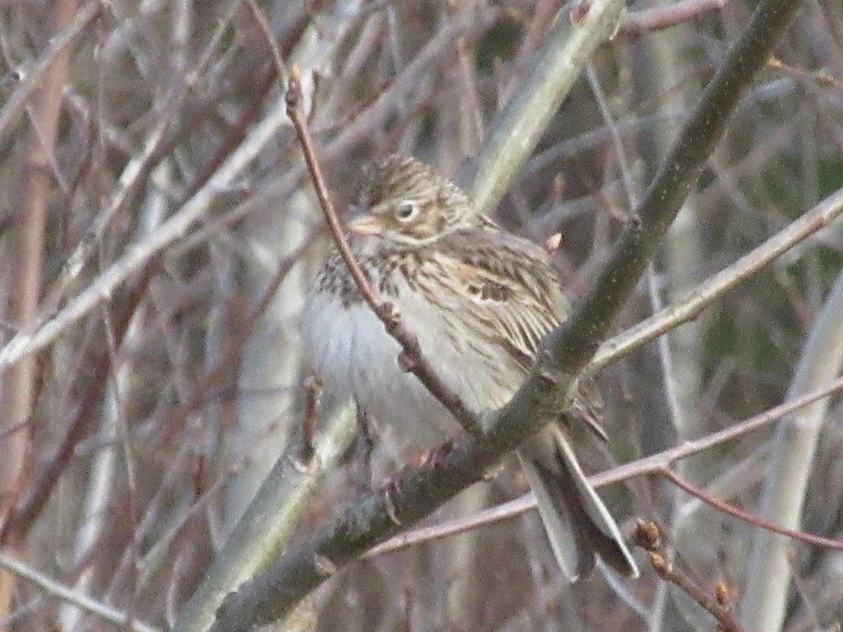 Vesper Sparrow - ML236576061