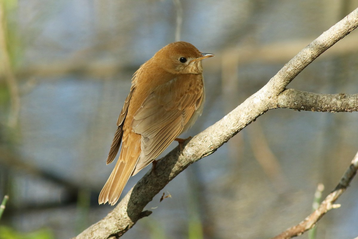 Veery - ML236576081