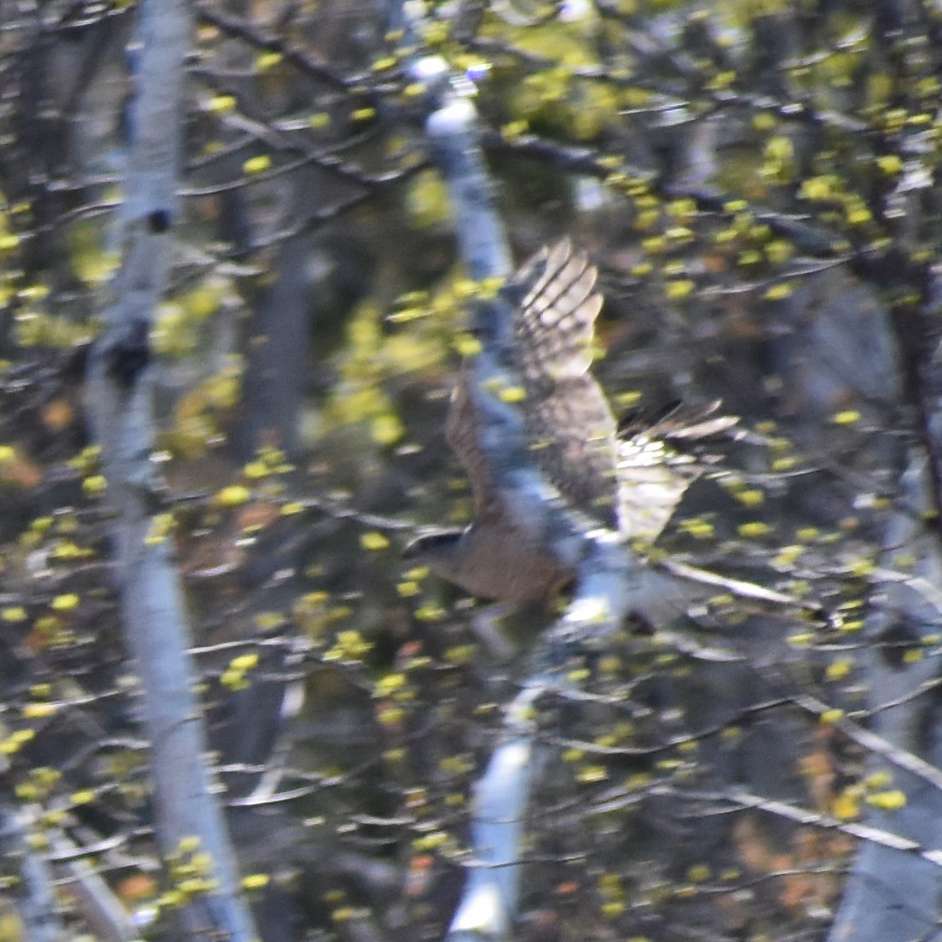 Cooper's Hawk - ML236576101