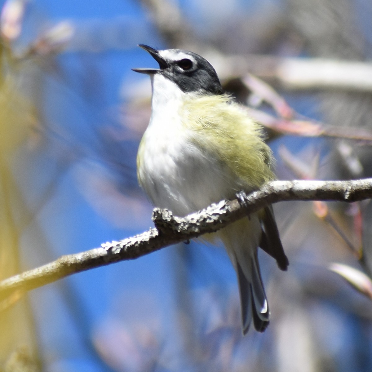 Vireo Solitario - ML236576141