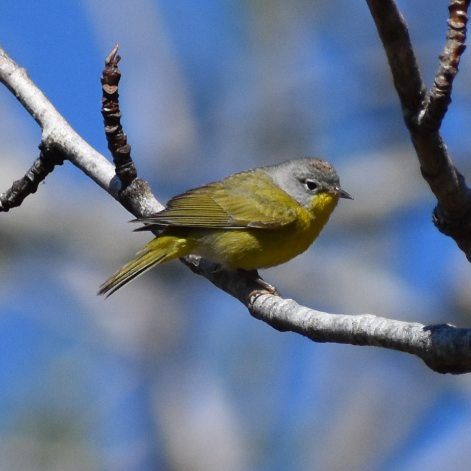 Nashville Warbler - ML236576251