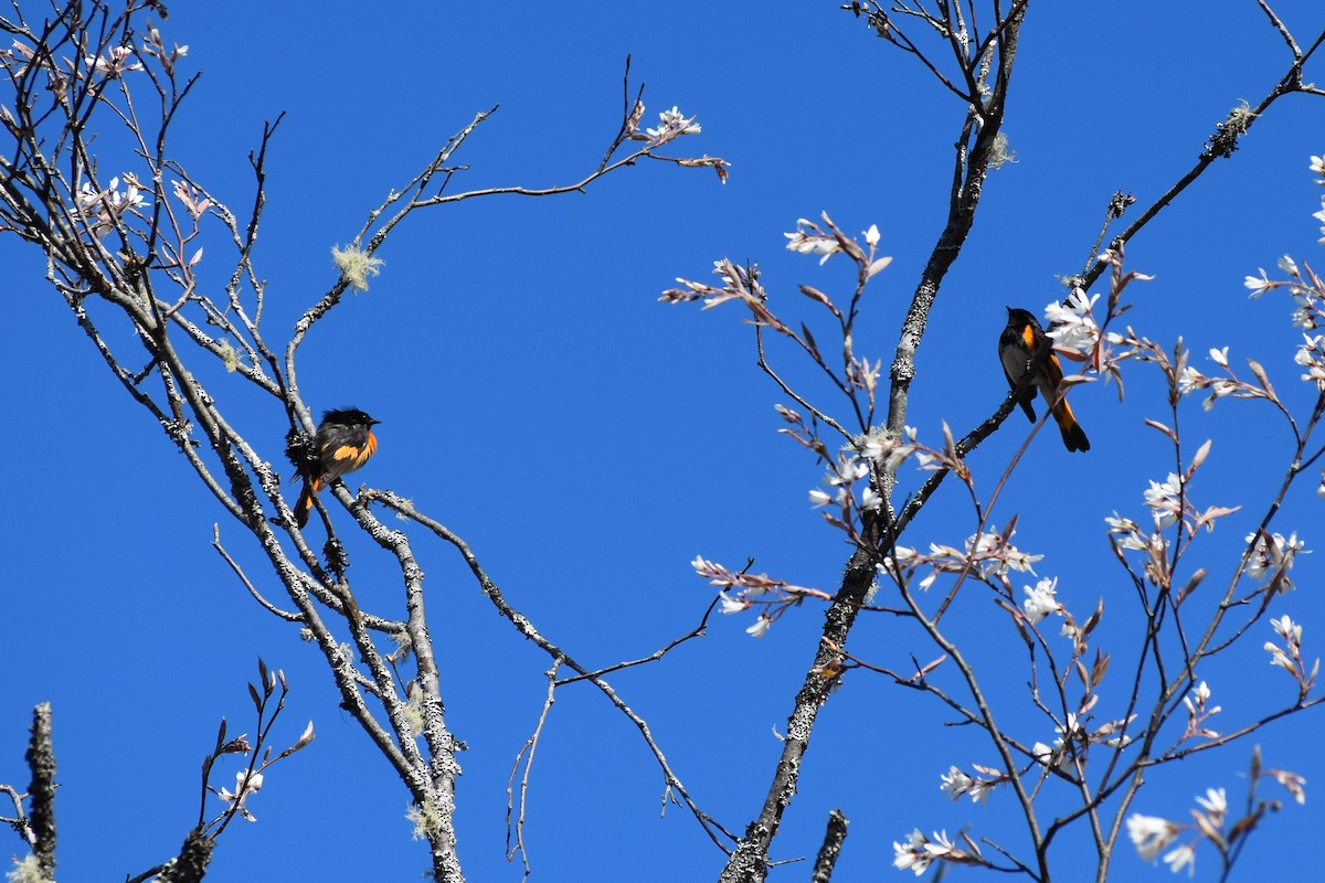 American Redstart - ML236576471