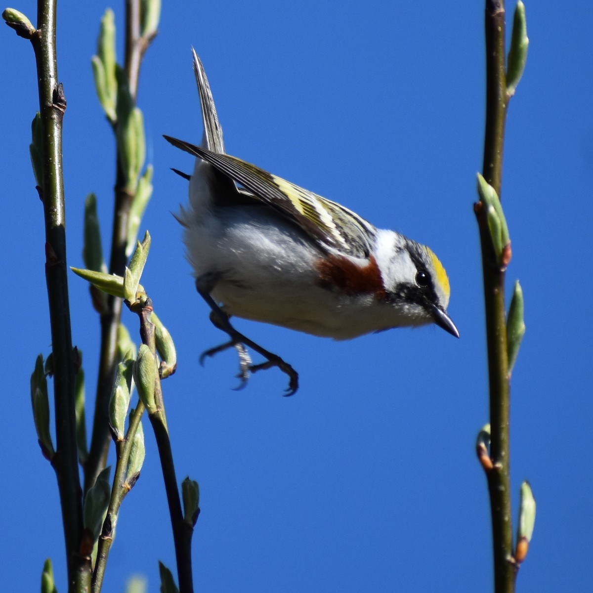 Chestnut-sided Warbler - ML236576551