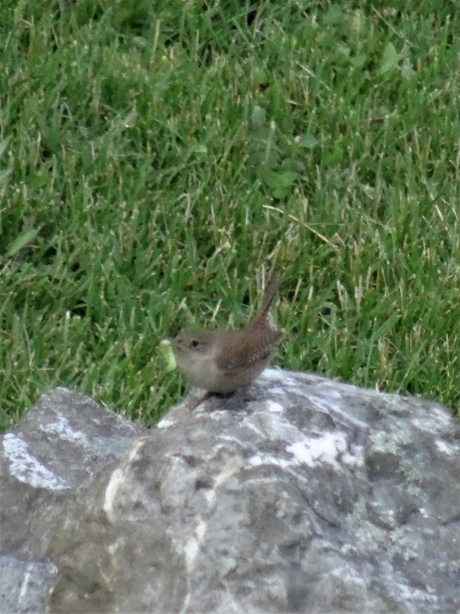 House Wren - ML236576641