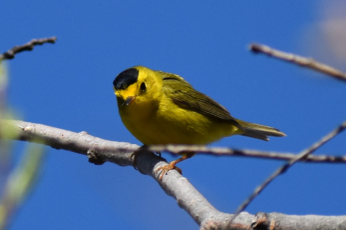 Wilson's Warbler - Jada Fitch