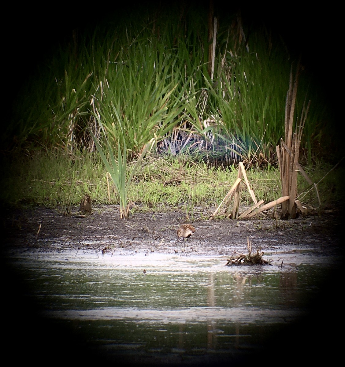 Dunlin - ML236577261