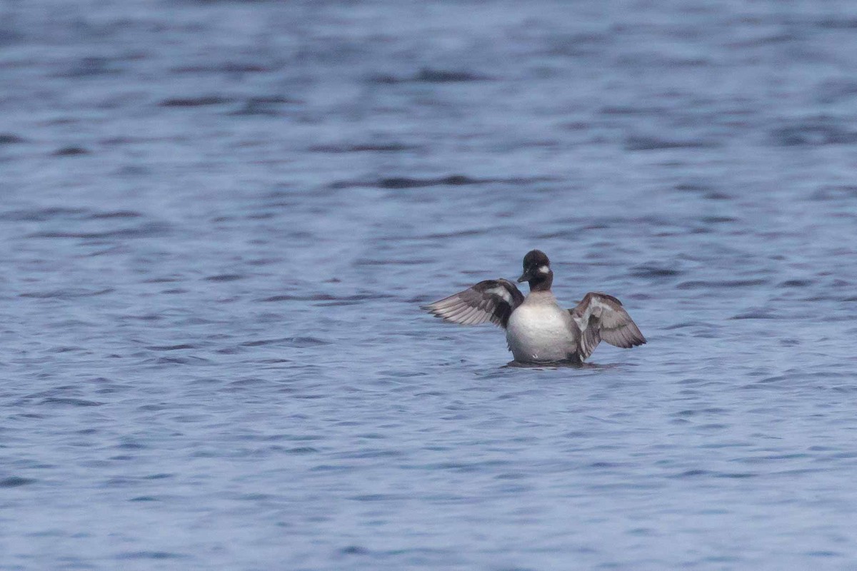 Bufflehead - ML236578021