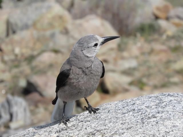 Clark's Nutcracker - ML236579841