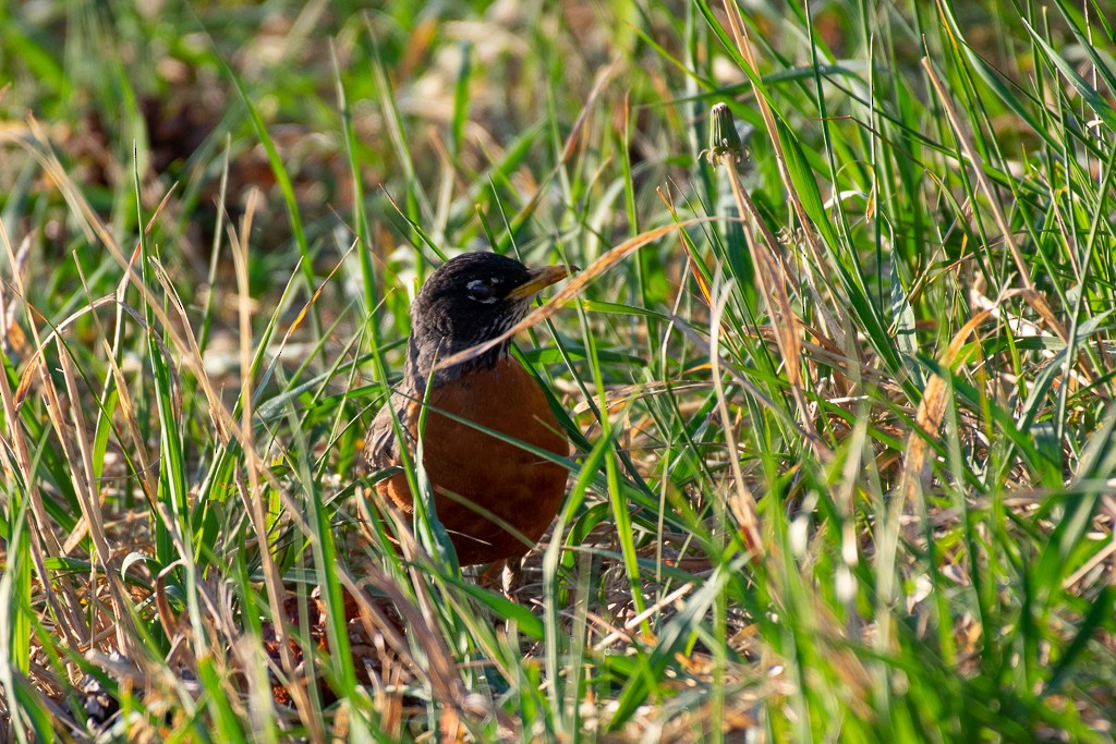 American Robin - ML236579891
