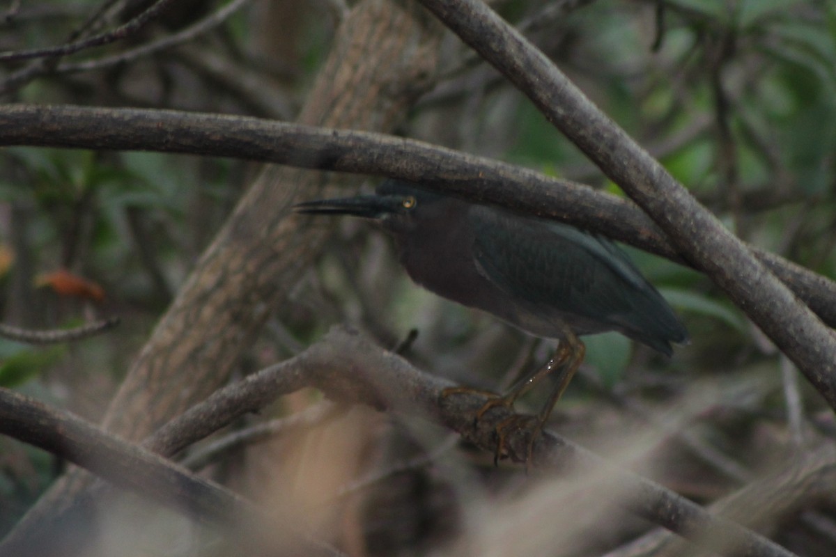 Green Heron - Corey Lange