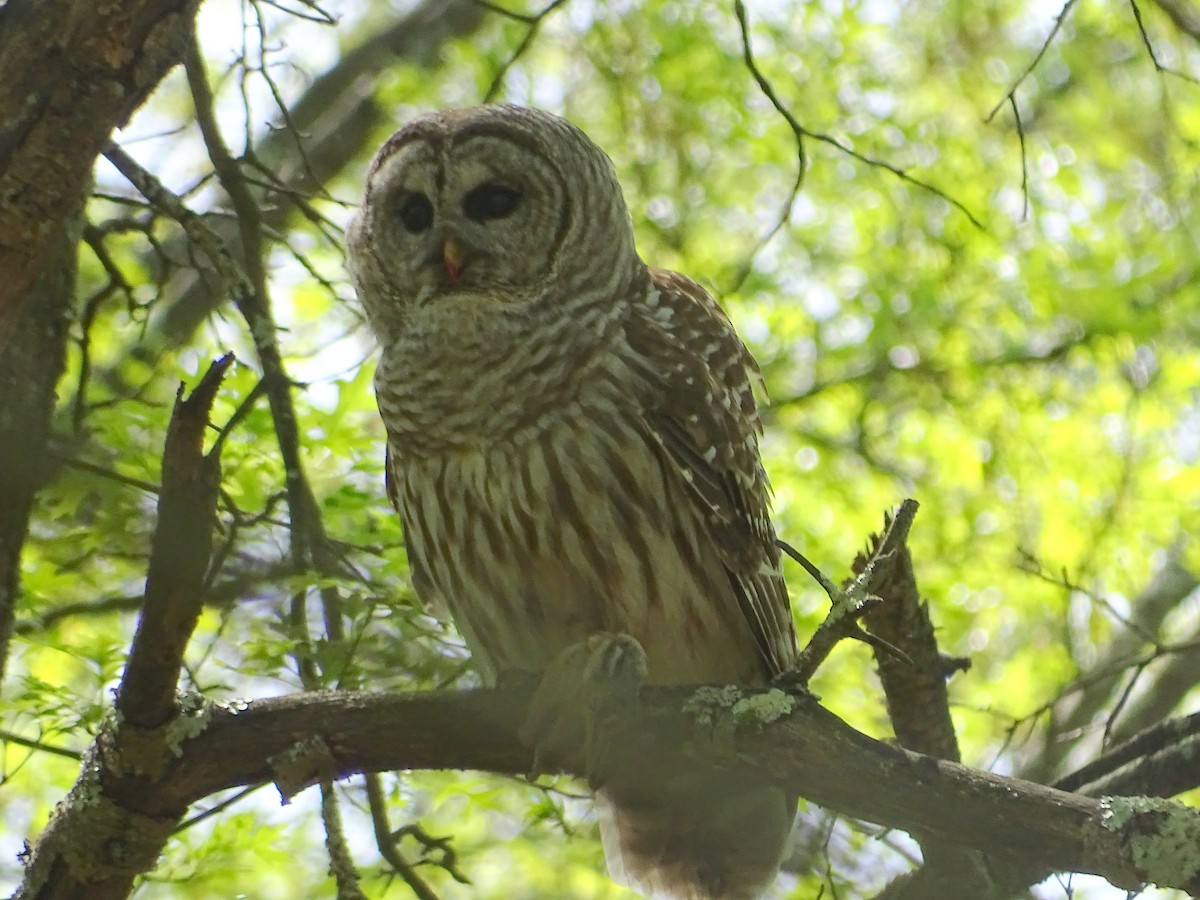 Barred Owl - Tom Bemont