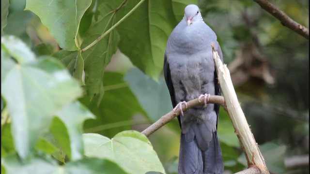 Nilgiri Wood-Pigeon - ML236582971