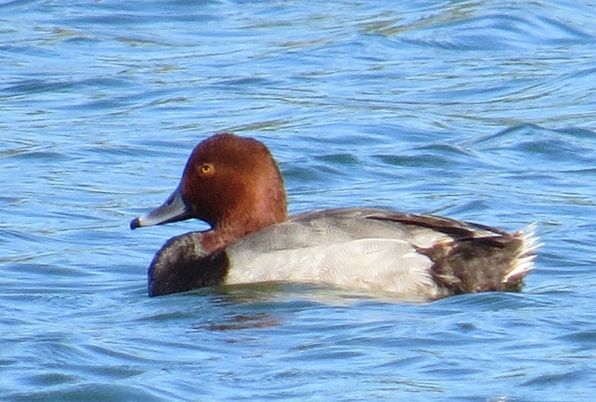 Redhead - ML236584421