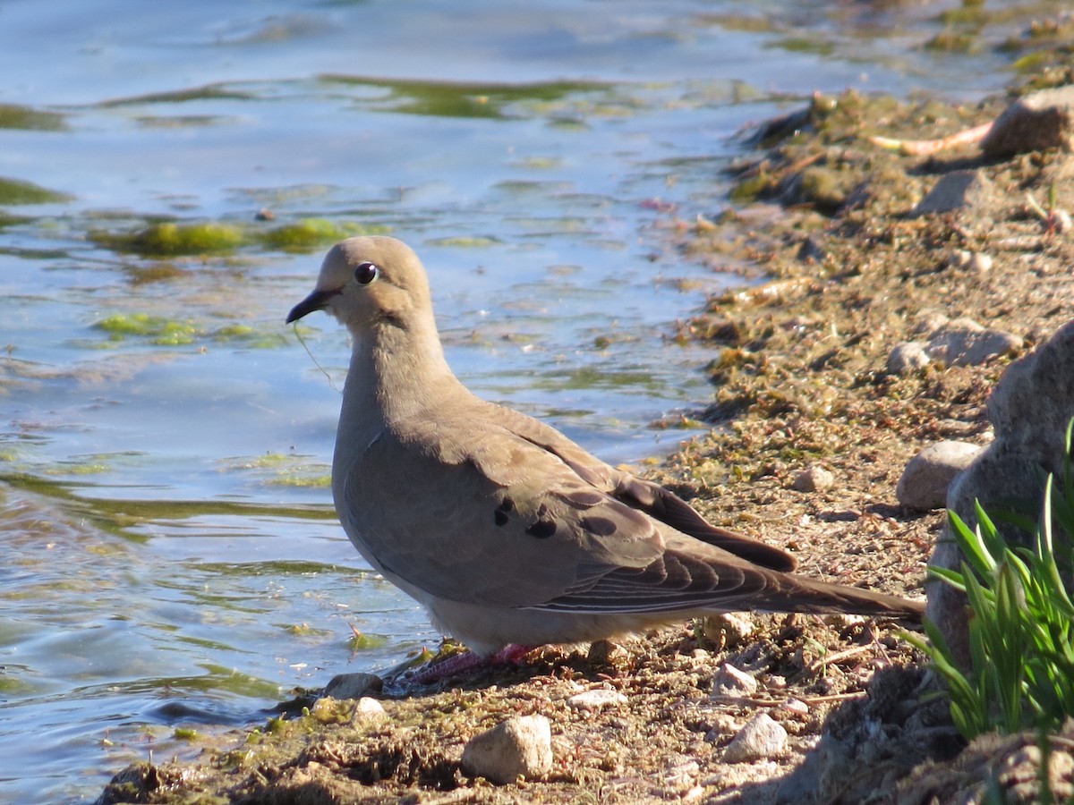 Mourning Dove - ML236584461