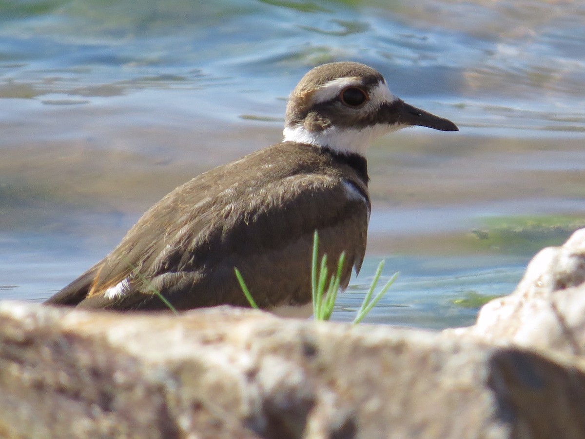 Killdeer - ML236584531