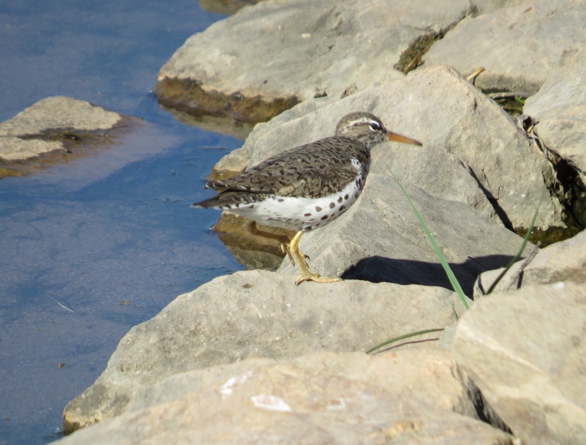 Spotted Sandpiper - ML236584711