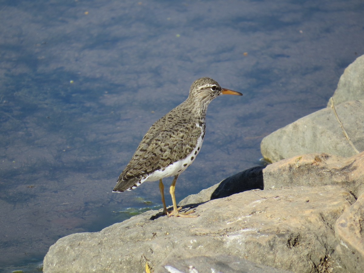 Spotted Sandpiper - ML236584721