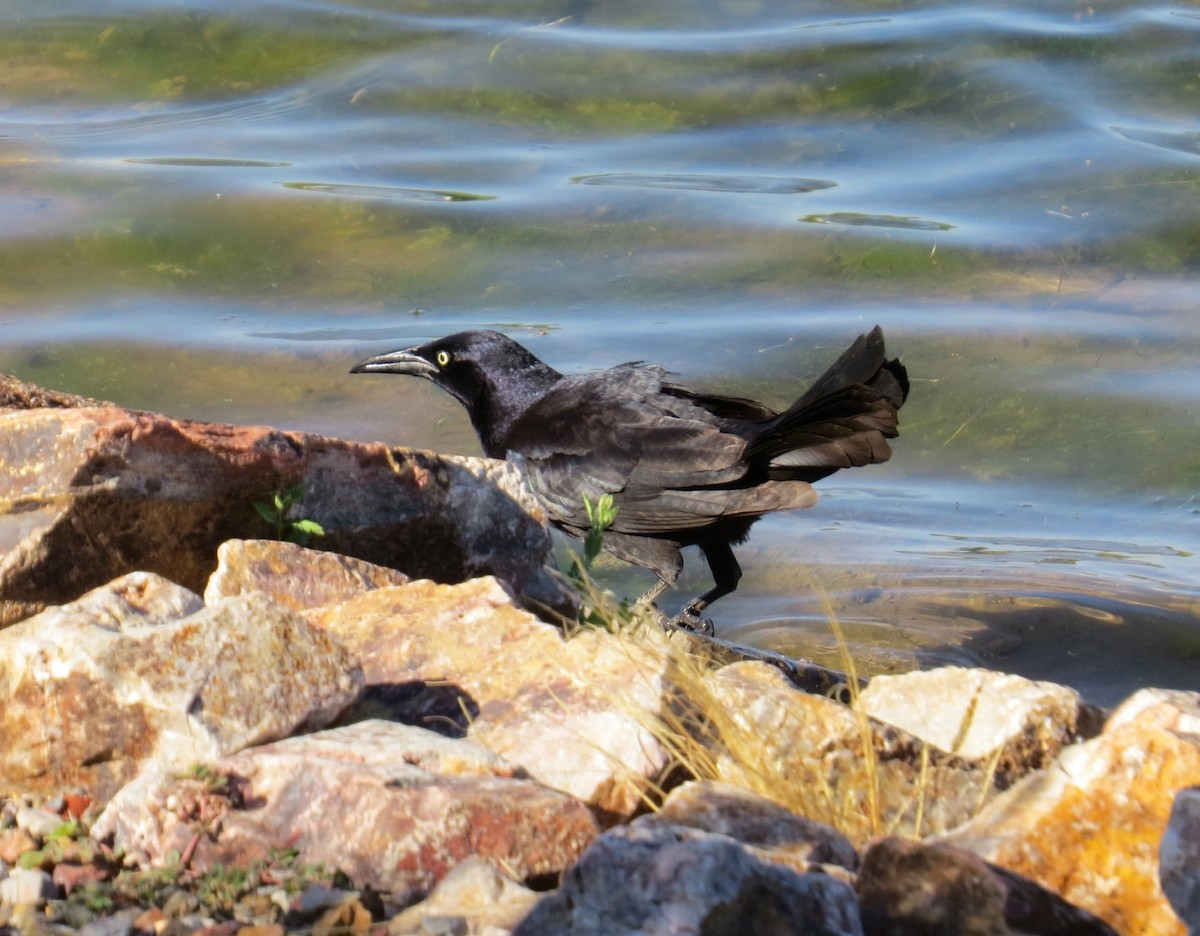 Great-tailed Grackle - ML236584821