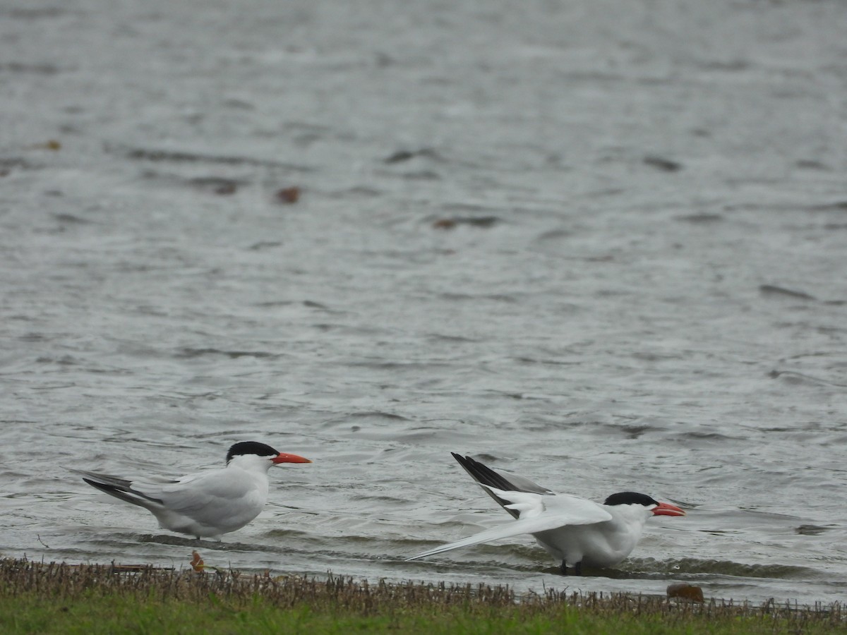 Caspian Tern - ML236586111